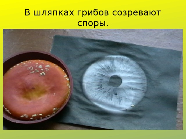 В шляпках грибов созревают споры. 