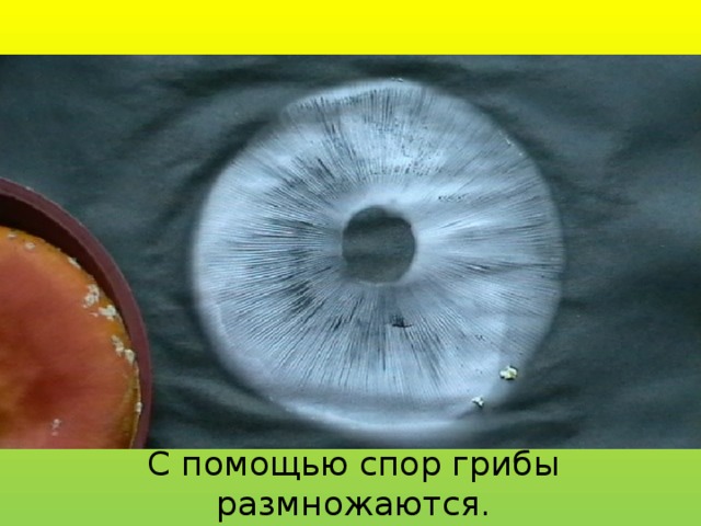 С помощью спор грибы размножаются. 