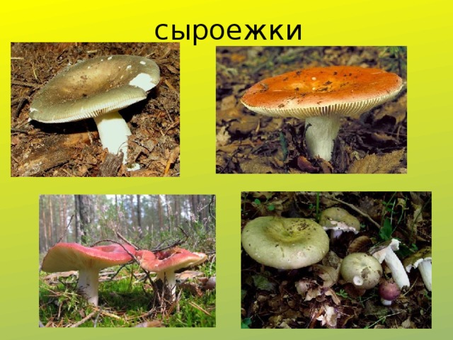 сыроежки 