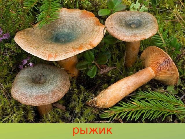 рыжик 