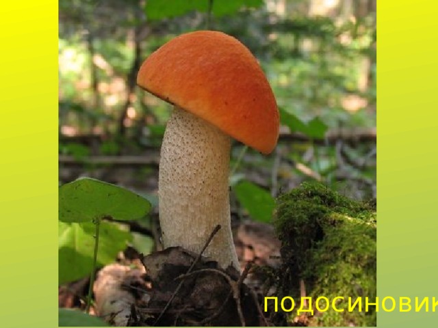 подосиновик 