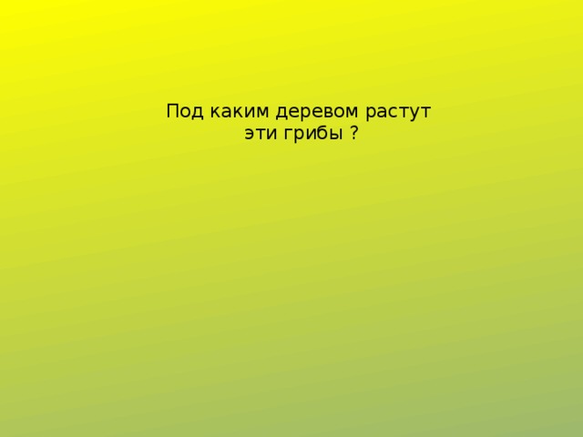 Под каким деревом растут  эти грибы ?   