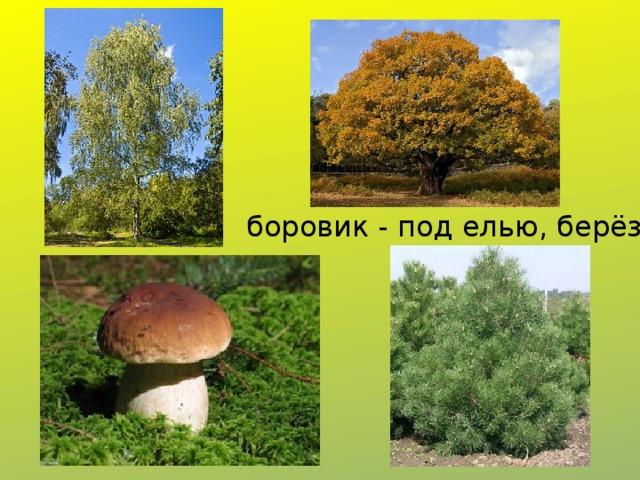 боровик - под елью, берёзой, дубом 
