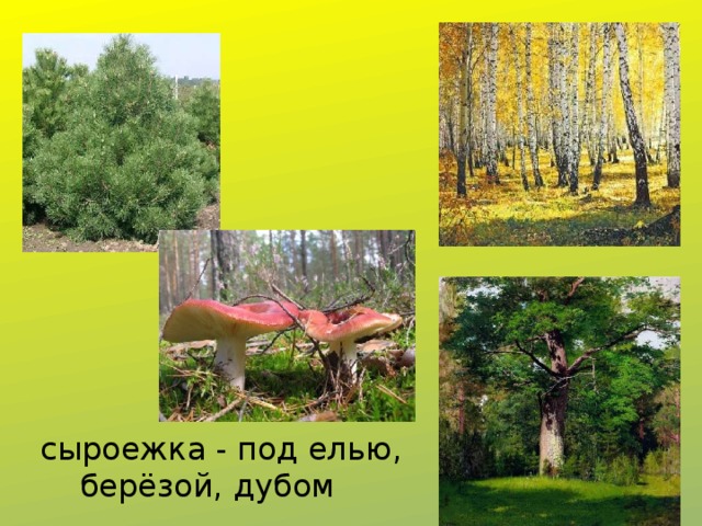 сыроежка - под елью,  берёзой, дубом 