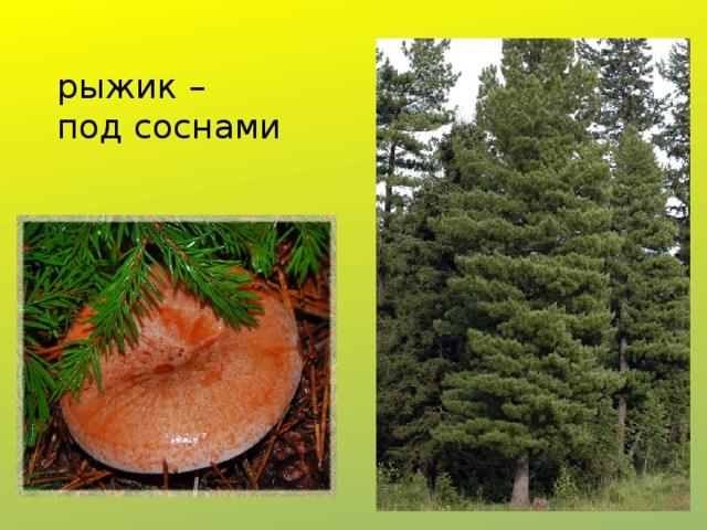 рыжик –  под соснами 