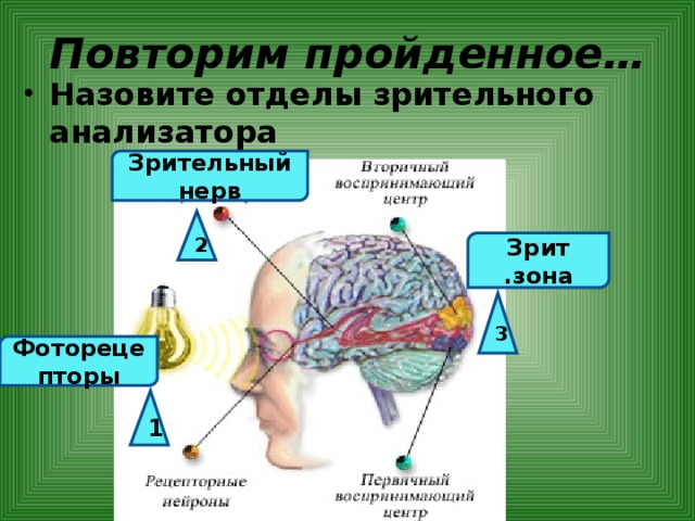 Презентация на тему зрительный анализатор