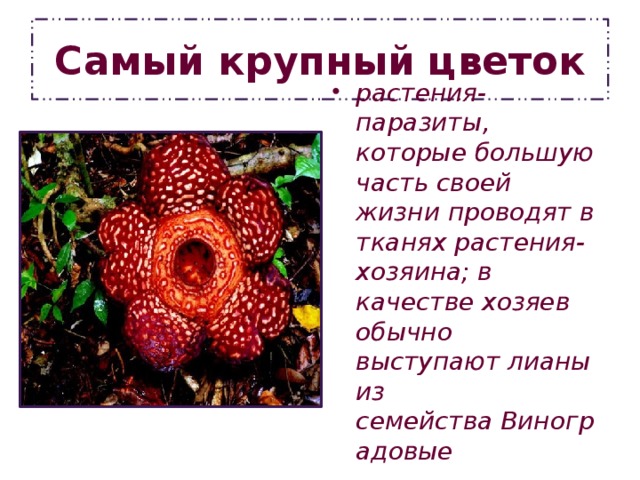 Самый крупный цветок растения-паразиты, которые большую часть своей жизни проводят в тканях растения-хозяина; в качестве хозяев обычно выступают лианы из семейства Виноградовые 