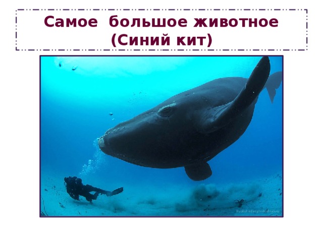 Самое большое животное  (Синий кит) 