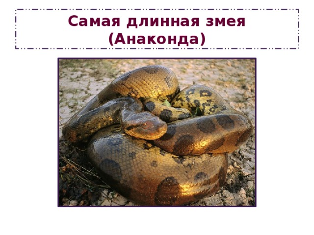 Самая длинная змея  (Анаконда) 