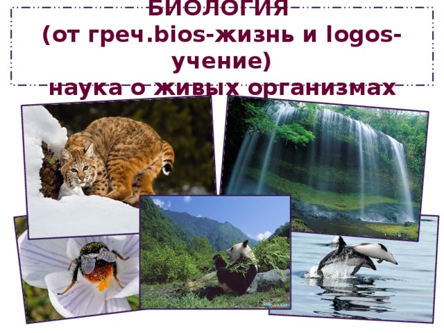 БИОЛОГИЯ  (от греч.bios-жизнь и logos- учение)  наука о живых организмах 