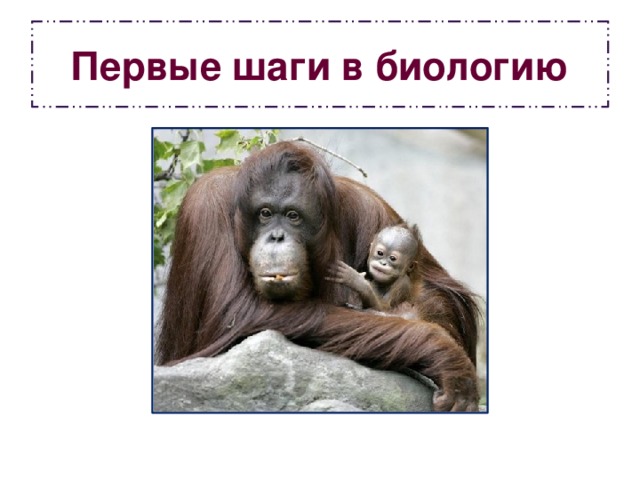 Первые шаги в биологию 