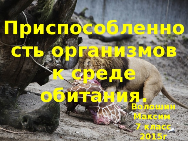 Приспособленность организмов к среде обитания.    Волошин Максим 7 класс 2015г 
