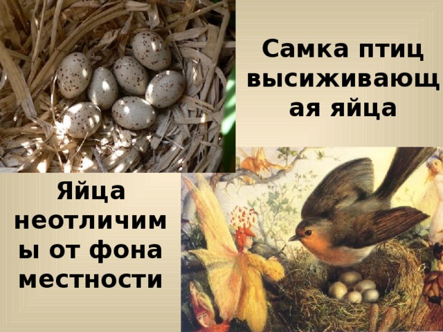 Самка птиц высиживающая яйца Яйца неотличимы от фона местности 