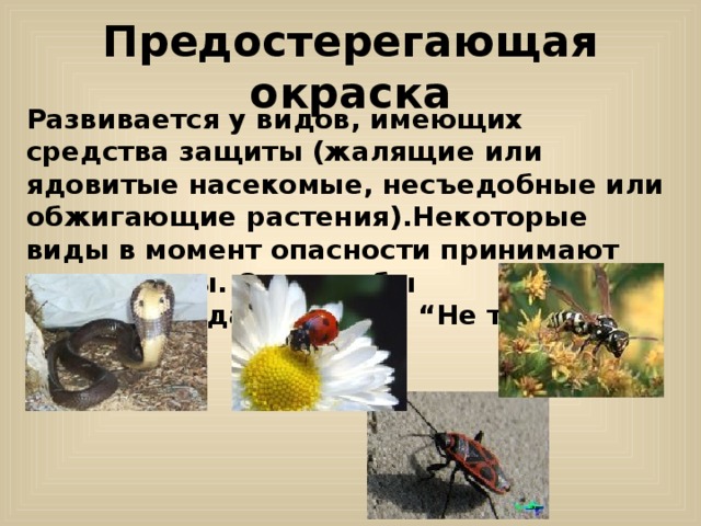 Предостерегающая окраска Развивается у видов, имеющих средства защиты (жалящие или ядовитые насекомые, несъедобные или обжигающие растения).Некоторые виды в момент опасности принимают позу угрозы. Они как бы предупреждают других “Не тронь меня!” 