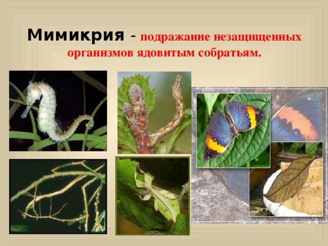 Презентация "Мимикрия"