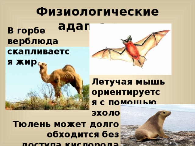 Физиологические адаптации. В горбе верблюда скапливается жир Летучая мышь ориентируется с помощью эхолокации. Тюлень может долго обходится без доступа кислорода 