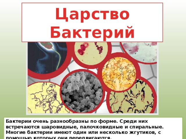 Царство Бактерий Бактерии очень разнообразны по форме. Среди них встречаются шаровидные, палочковидные и спиральные. Многие бактерии имеют один или несколько жгутиков, с помощью которых они передвигаются. 