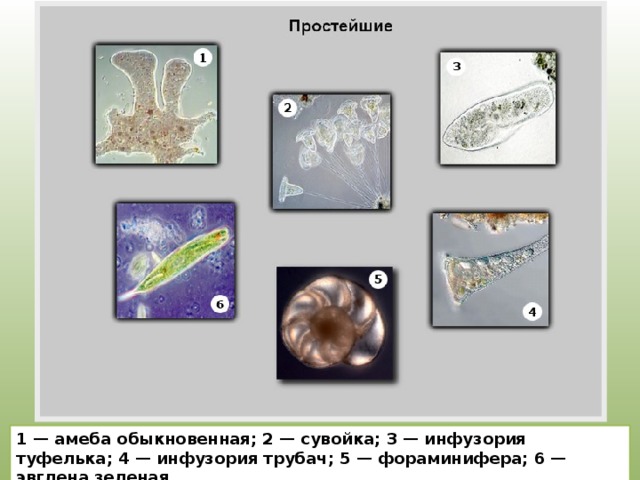 1 — амеба обыкновенная; 2 — сувойка; 3 — инфузория туфелька; 4 — инфузория трубач; 5 — фораминифера; 6 — эвглена зеленая. 