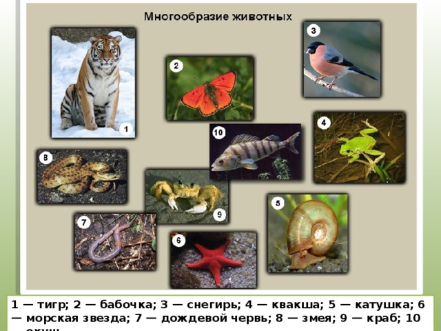 1 — тигр; 2 — бабочка; 3 — снегирь; 4 — квакша; 5 — катушка; 6 — морская звезда; 7 — дождевой червь; 8 — змея; 9 — краб; 10 — окунь. 