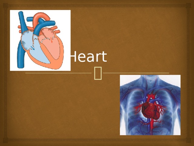 The Heart 