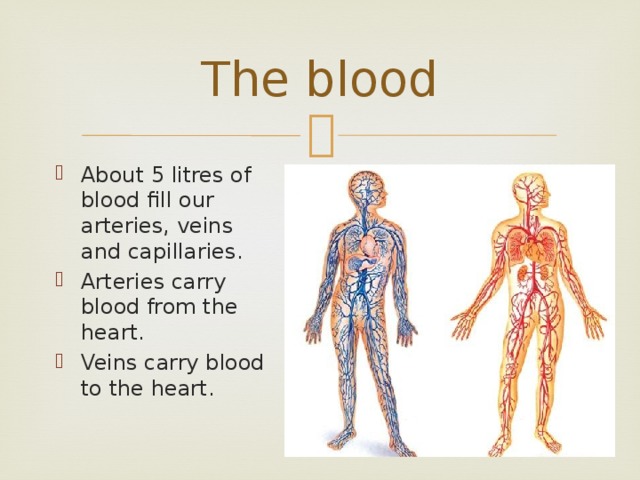 The blood About 5 litres of blood fill our arteries, veins and capillaries. Arteries carry blood from the heart. Veins carry blood to the heart. 