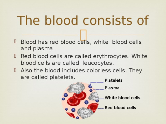 The blood consists of Blood has red blood cells, white blood cells and plasma. Red blood cells are called erythrocytes. White blood cells are called leucocytes. Also the blood includes colorless cells. They are called platelets. Platelets Plasma White blood cells Red blood cells 