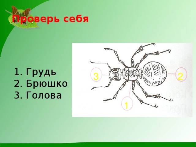 Звуки насекомых презентация