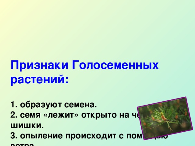 Признаки Голосеменных растений :   1.  образуют семена.  2. семя «лежит» открыто на чешуе шишки.  3. опыление происходит с помощью ветра.  4. только древесные формы   