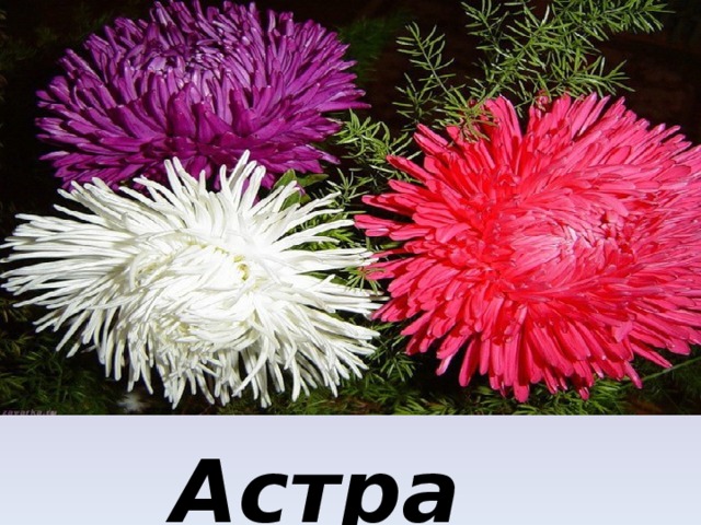 Астра… 