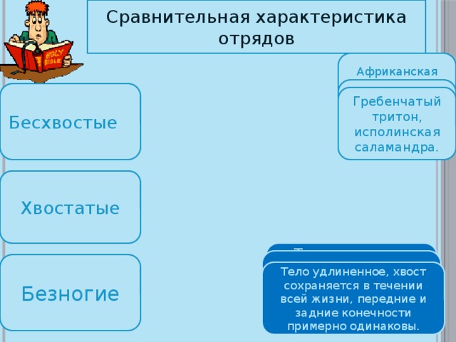 Сравнительная характеристика отрядов Африканская червяга, кольчатая червяга. Серая жаба, квакша, краснобрюхая жерлянка. Бесхвостые Гребенчатый тритон, исполинская саламандра. Хвостатые Тело длинное, червеобразное, ноги и глаза редуцированны. Имеют прыгательные задние, ноги, лишены хвоста во взрослом состоянии. Безногие Тело удлиненное, хвост сохраняется в течении всей жизни, передние и задние конечности примерно одинаковы. 