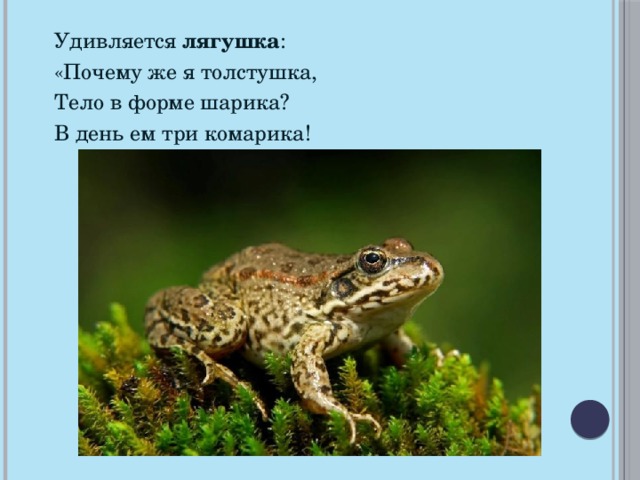 Удивляется  лягушка : «Почему же я толстушка, Тело в форме шарика? В день ем три комарика! 