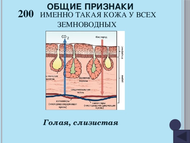 ОБЩИЕ ПРИЗНАКИ 200 Именно такая кожа у всех земноводных Голая, слизистая 