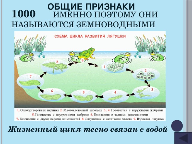 ОБЩИЕ ПРИЗНАКИ 1000 Именно поэтому они называются земноводными Жизненный цикл тесно связан с водой 