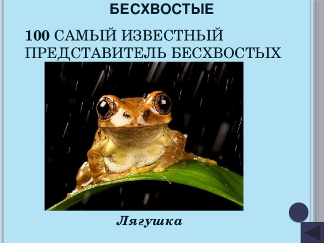 БЕСХВОСТЫЕ 100 Самый известный представитель бесхвостых Лягушка 