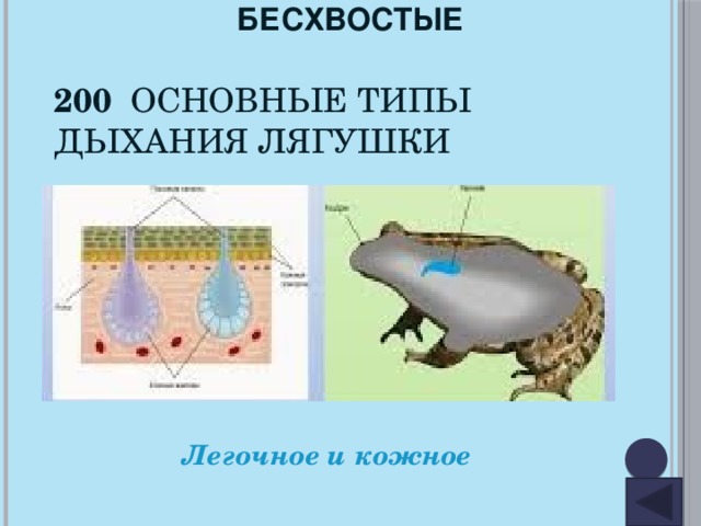 Кожное дыхание у человека. Кожное дыхание у земноводных. Кожное дыхание у животных. Схема кожного дыхания. Легочное дыхание лягушки.