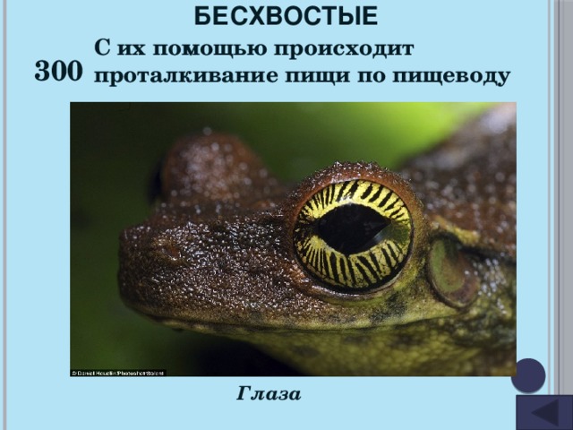 БЕСХВОСТЫЕ 300 С их помощью происходит проталкивание пищи по пищеводу Глаза 