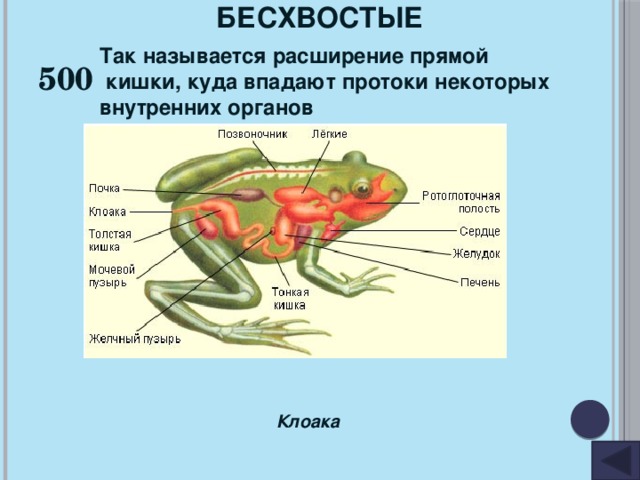 БЕСХВОСТЫЕ 500 Так называется расширение прямой  кишки, куда впадают протоки некоторых внутренних органов  Клоака 