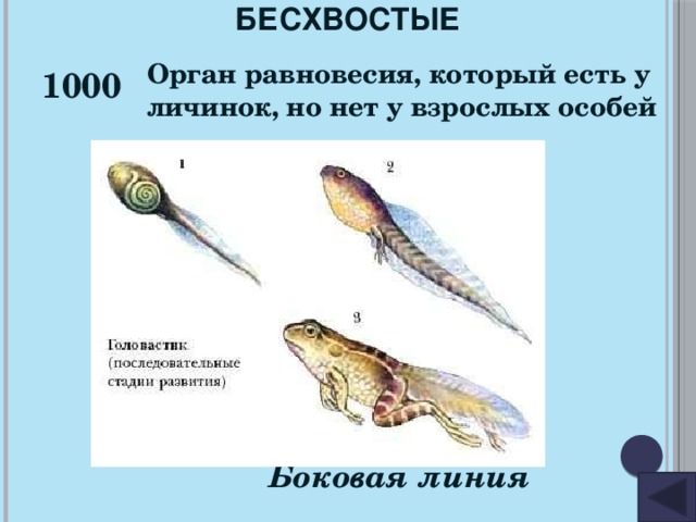 БЕСХВОСТЫЕ 1000 Орган равновесия, который есть у личинок, но нет у взрослых особей Боковая линия 