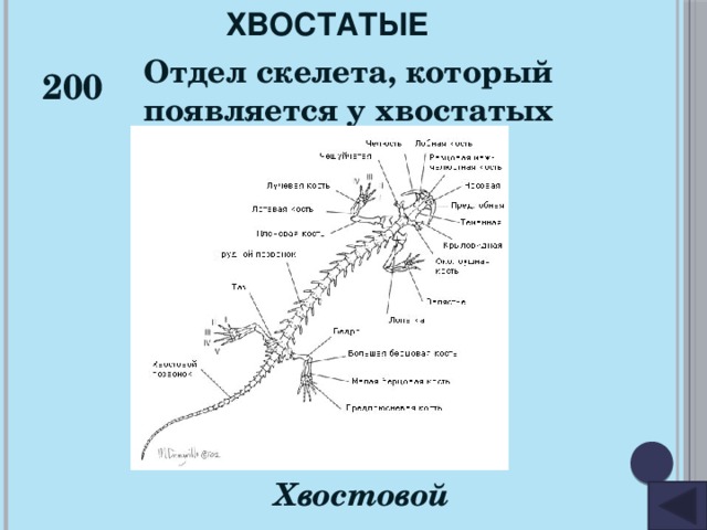 ХВОСТАТЫЕ 200 Отдел скелета, который появляется у хвостатых Хвостовой 