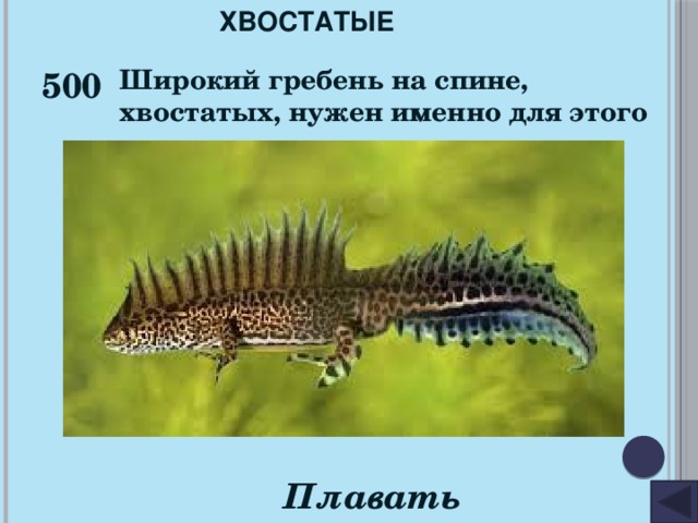 ХВОСТАТЫЕ 500 Широкий гребень на спине, хвостатых, нужен именно для этого Плавать 