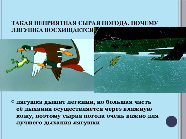 Такая неприятная сырая погода. Почему лягушка восхищается такой погодой?   Лишённые кожного дыхания лягушки, живут около 3-4 дней, тогда как лишённые лёгочного 20-40 дней. лягушка дышит легкими, но большая часть её дыхания осуществляется через влажную кожу, поэтому сырая погода очень важно для лучшего дыхания лягушки  