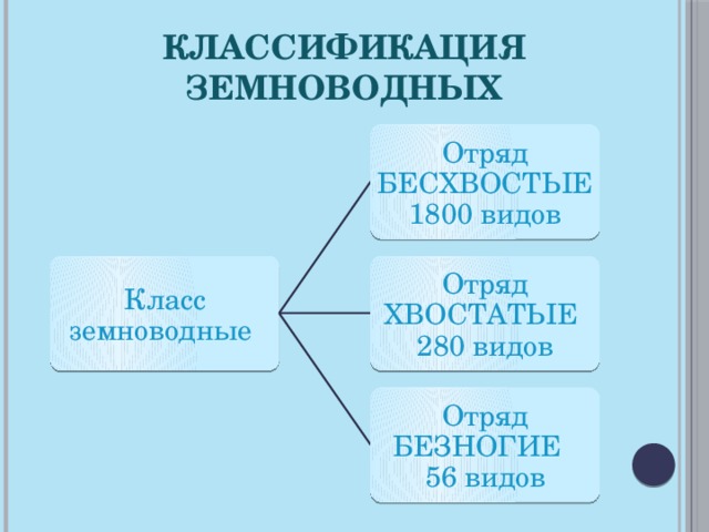 Классификация земноводных Отряд БЕСХВОСТЫЕ 1800 видов Класс земноводные Отряд ХВОСТАТЫЕ 280 видов Отряд БЕЗНОГИЕ 56 видов 