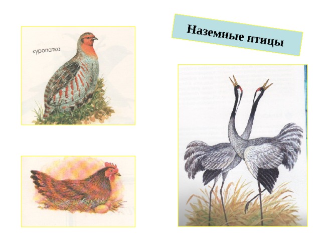 Наземные птицы 