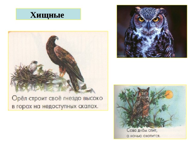 Хищные  