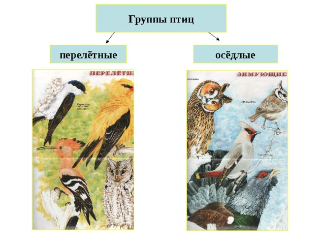 Группы птиц перелётные осёдлые 