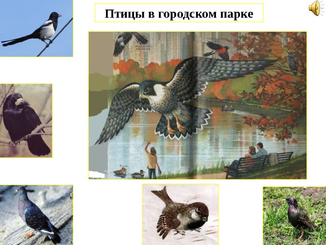 Птицы в городском парке 