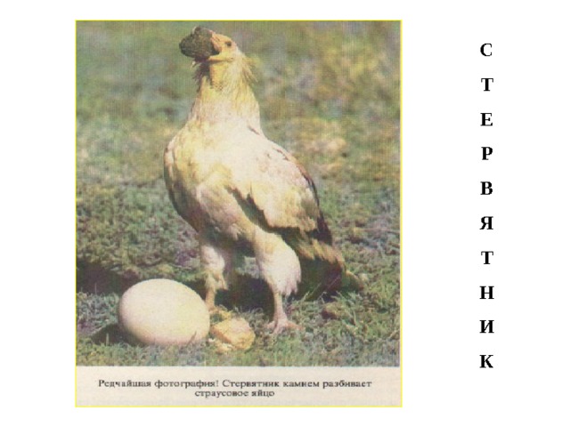 С Т Е Р В Я Т Н И К  
