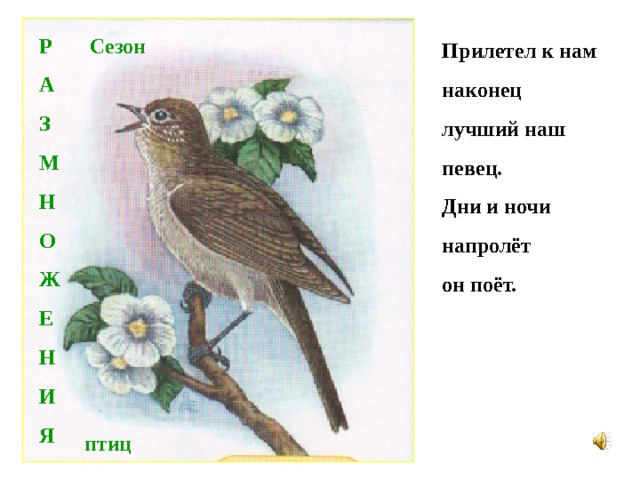 Р Сезон А З М Н О Ж Е Н И Я  Прилетел к нам наконец лучший наш певец. Дни и ночи напролёт он поёт. птиц 