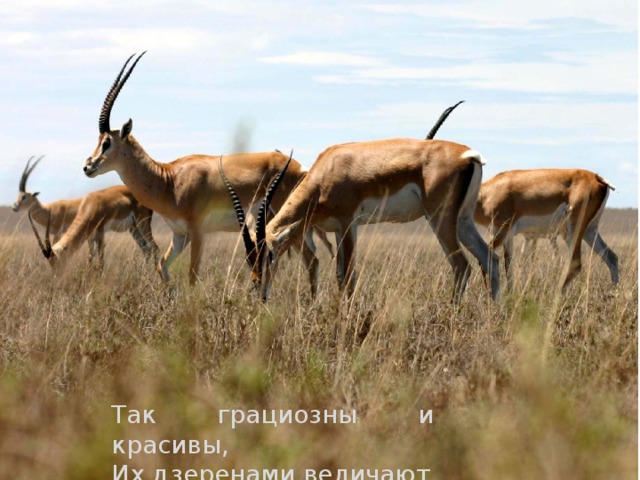 Так грациозны и красивы, Их дзеренами величают 