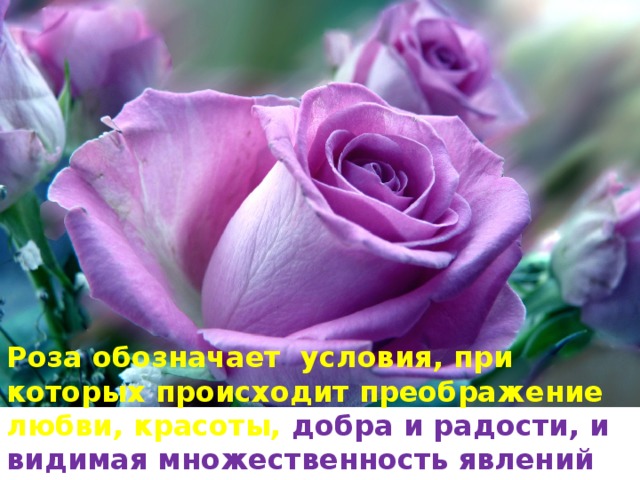 Роза обозначает условия, при которых происходит преображение любви, красоты, добра и радости, и видимая множественность явлений уступает вечному и нетленному единству 